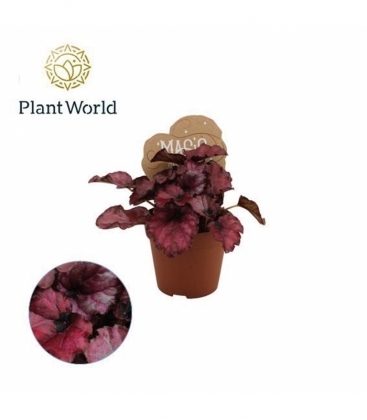 Begonia