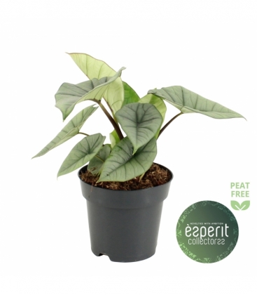 Alocasia