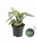 Alocasia