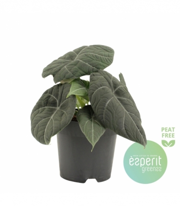 Alocasia