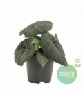 Alocasia
