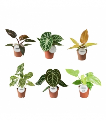 Indoor