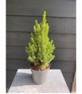 Picea