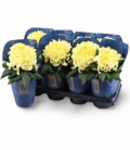 Chrysanthemum