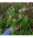Orchids