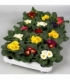 Primula