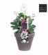 Helleborus