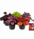 Heuchera
