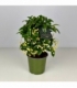 Ardisia