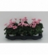 Cyclamen