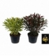 Euphorbia
