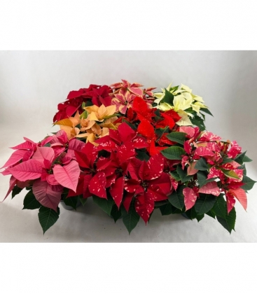 Poinsettia