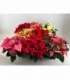 Poinsettia