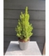 Picea