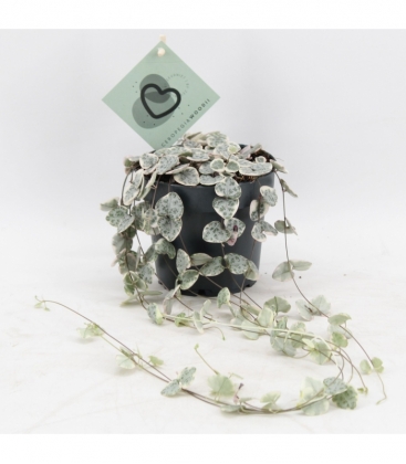 Ceropegia