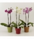 Phalaenopsis