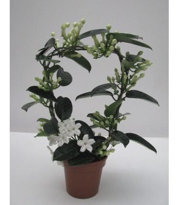 Stephanotis