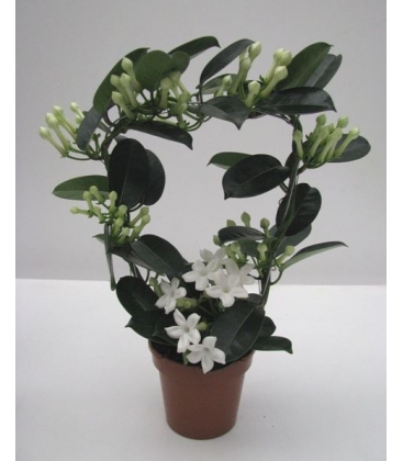 Stephanotis