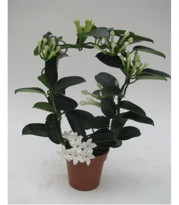 Stephanotis