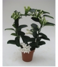 Stephanotis