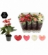 Anthurium