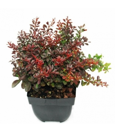 Berberis