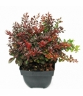 Berberis