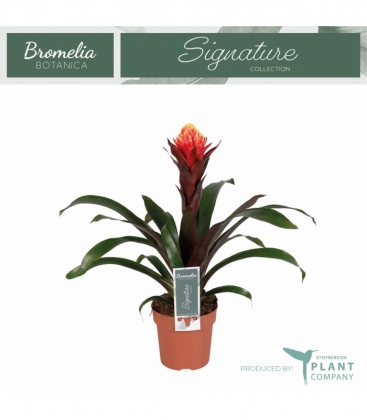 Guzmania