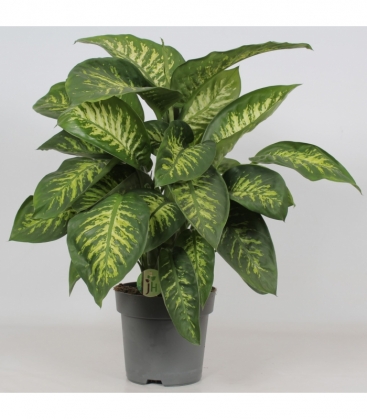 Dieffenbachia