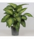Dieffenbachia