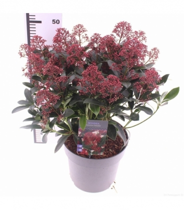Skimmia
