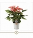 Anthurium