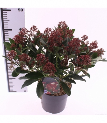 Skimmia