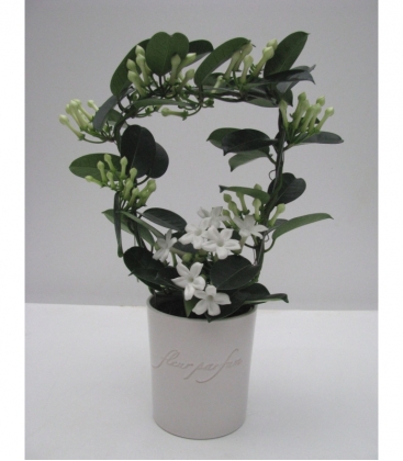 Stephanotis