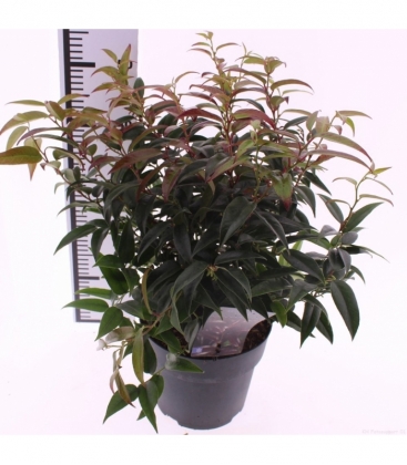 Leucothoe
