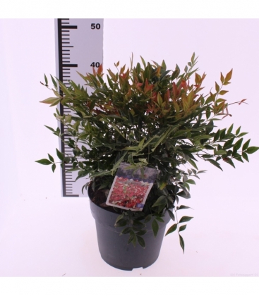 Nandina