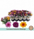 Chrysanthemum