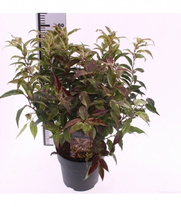 Leucothoe