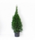 Thuja