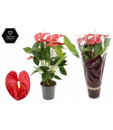 Anthurium