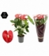 Anthurium
