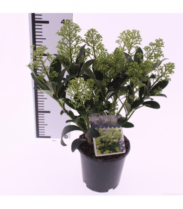 Skimmia