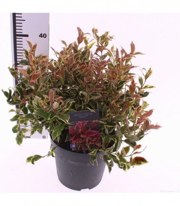 Leucothoe