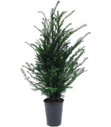 Taxus