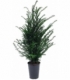 Taxus