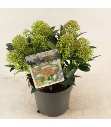 Skimmia