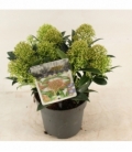 Skimmia