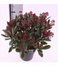 Skimmia