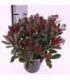 Skimmia