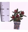 Skimmia